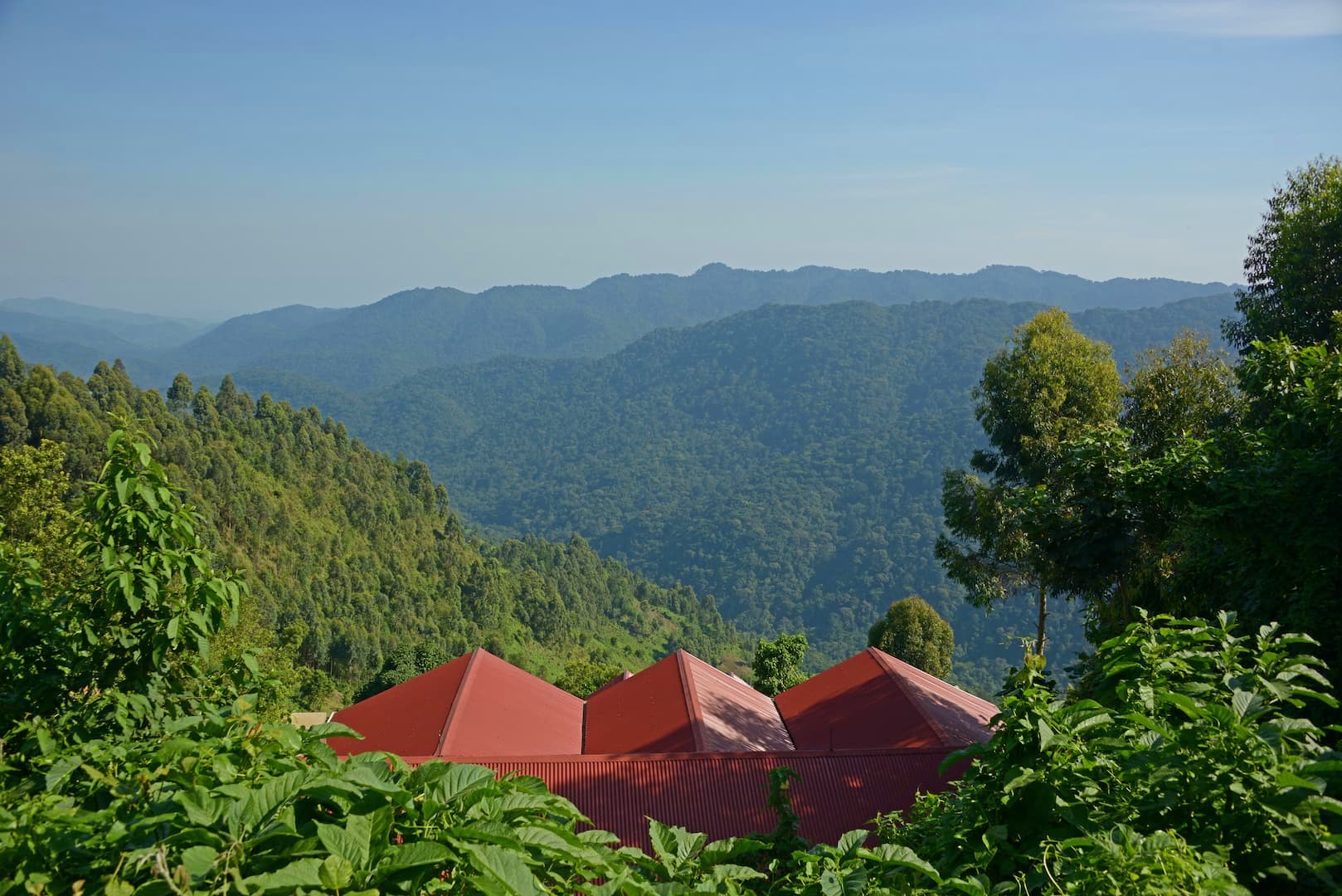 6 Days / 5 Nights Uganda Primate Safari: The Gorilla Trekking Experience