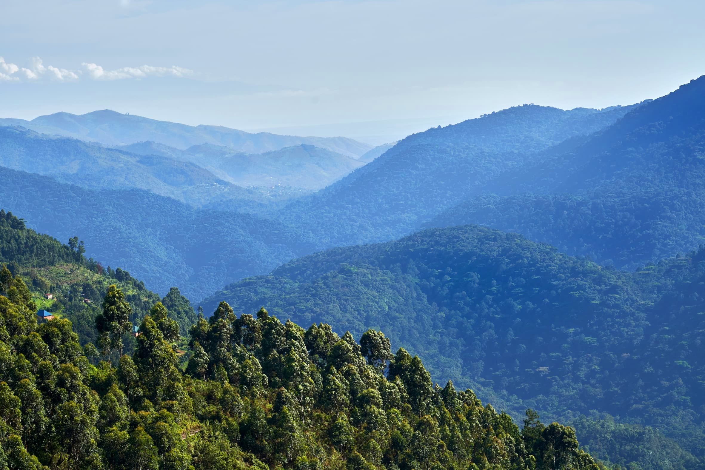 6 Days / 5 Nights Uganda Primate Safari: The Gorilla Trekking Experience