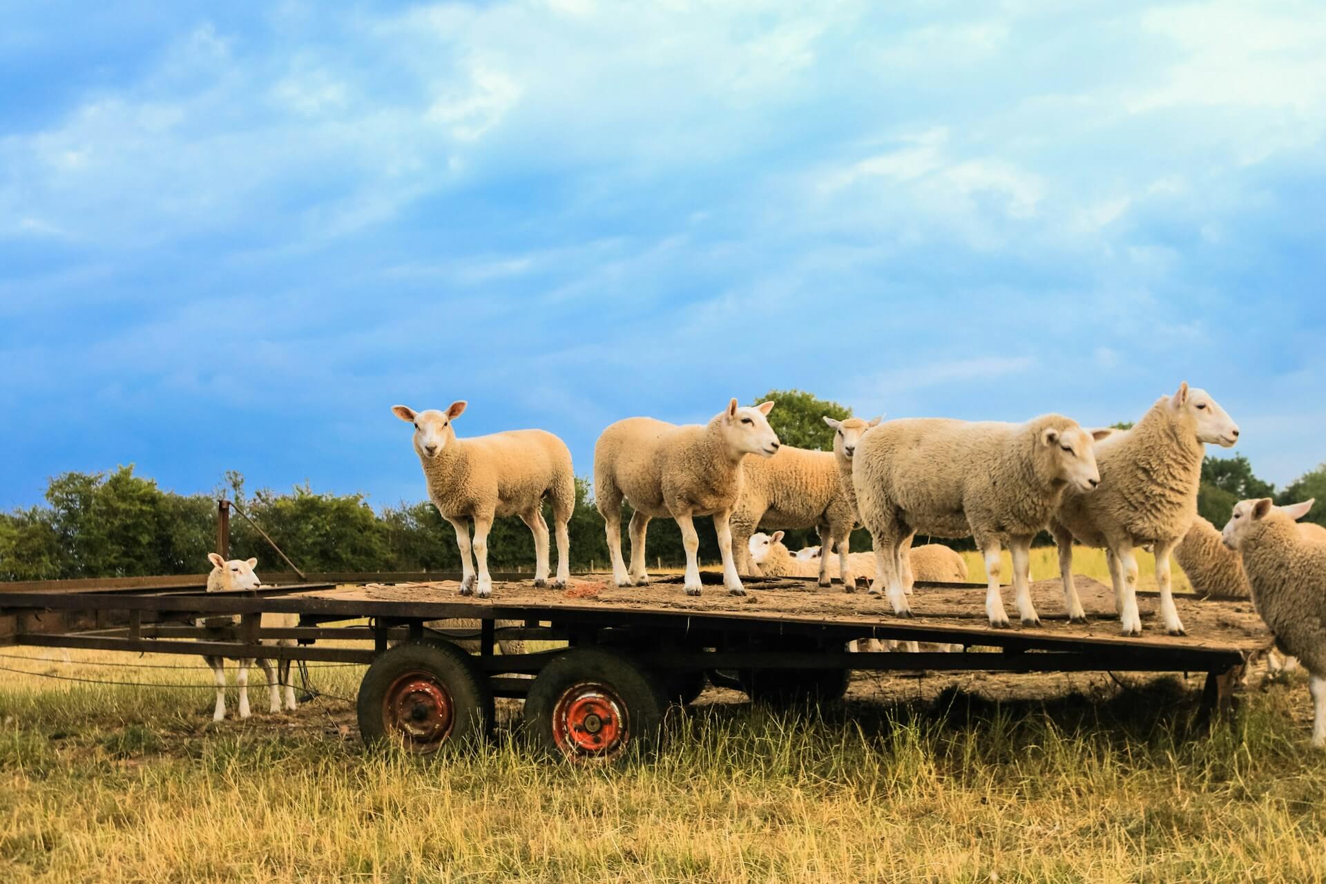 Utility Trailers, Diesel Trailers, Compressor Trailers, Sheep Trailers