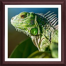 Iguana Portrait