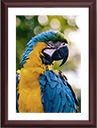 Parrot Portrait