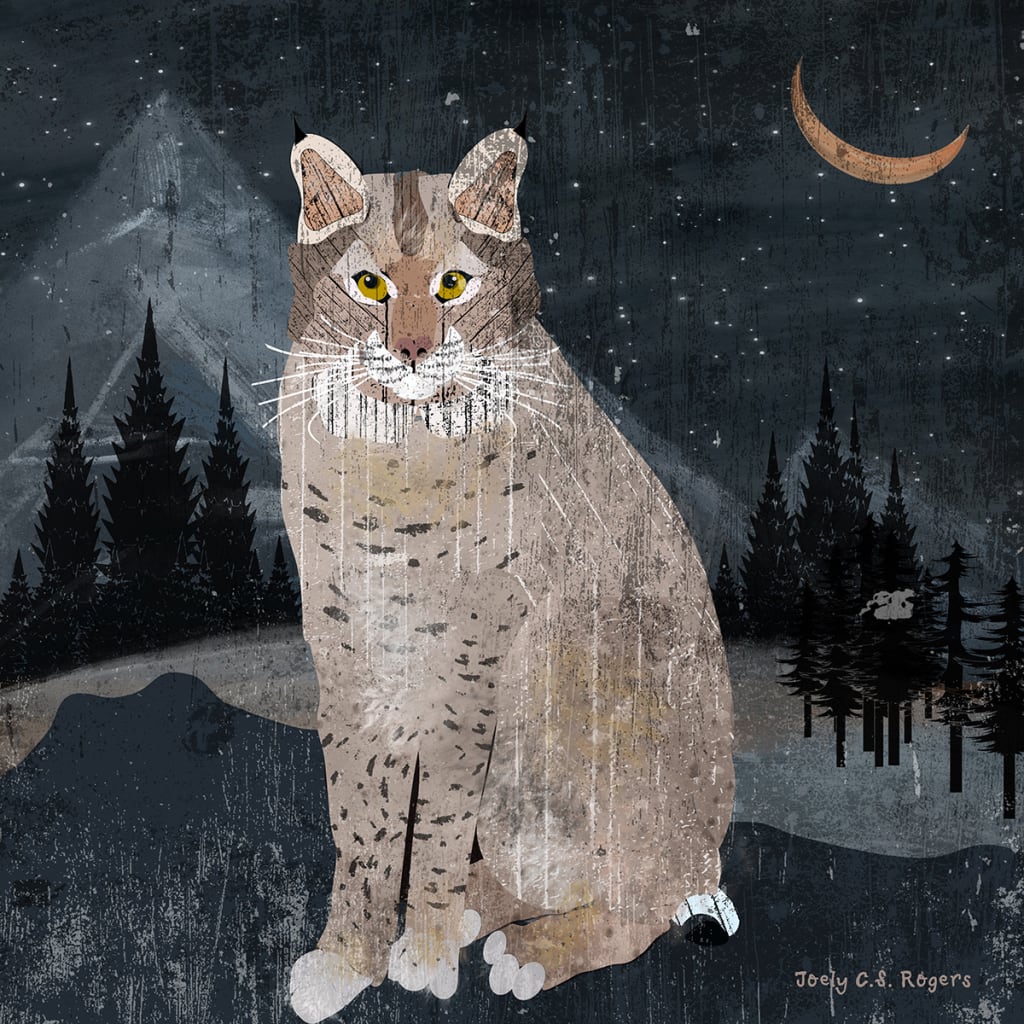 Bobcat Illustration Art