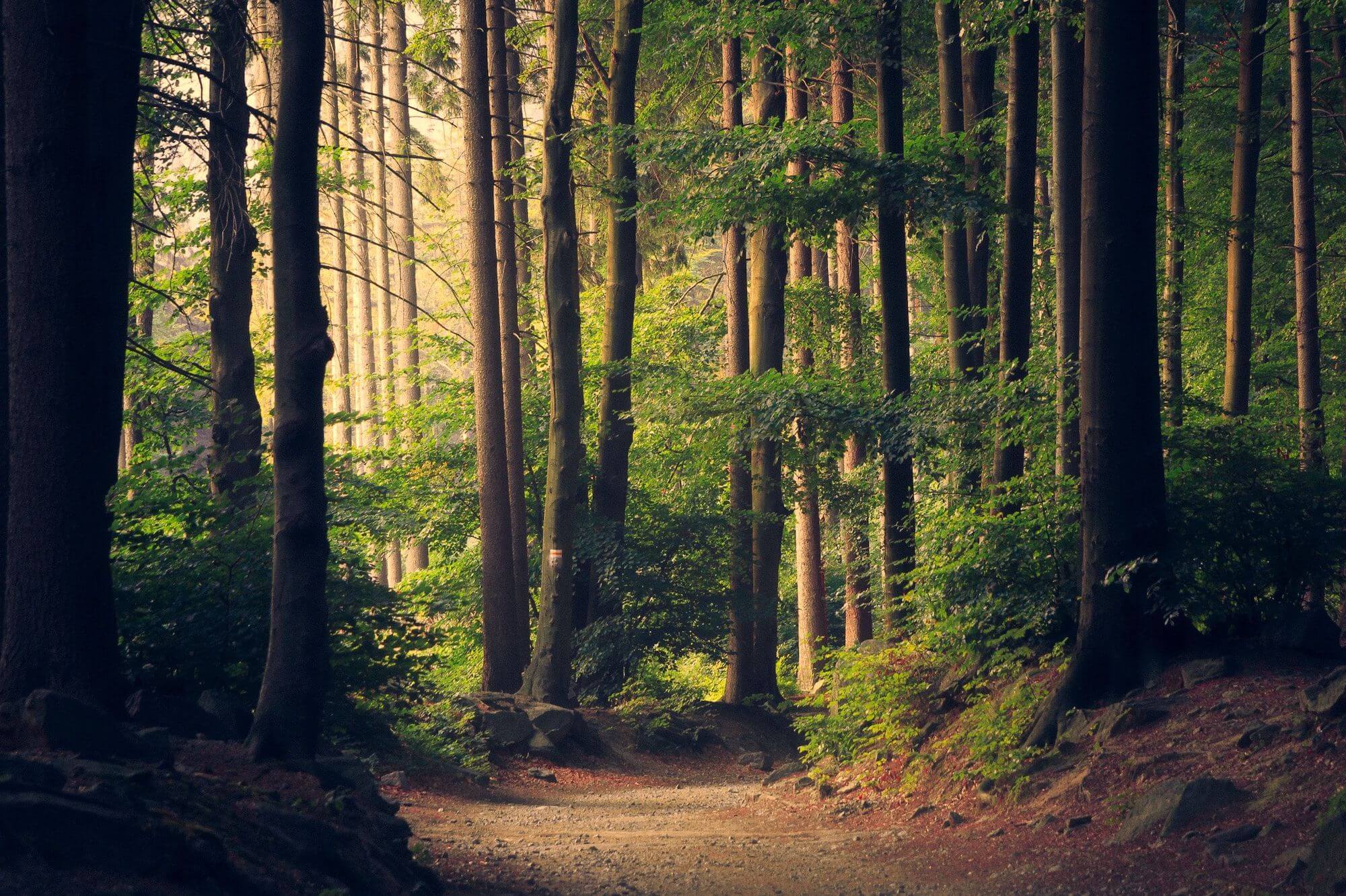 Forest of trees with a woodland path through the middle.