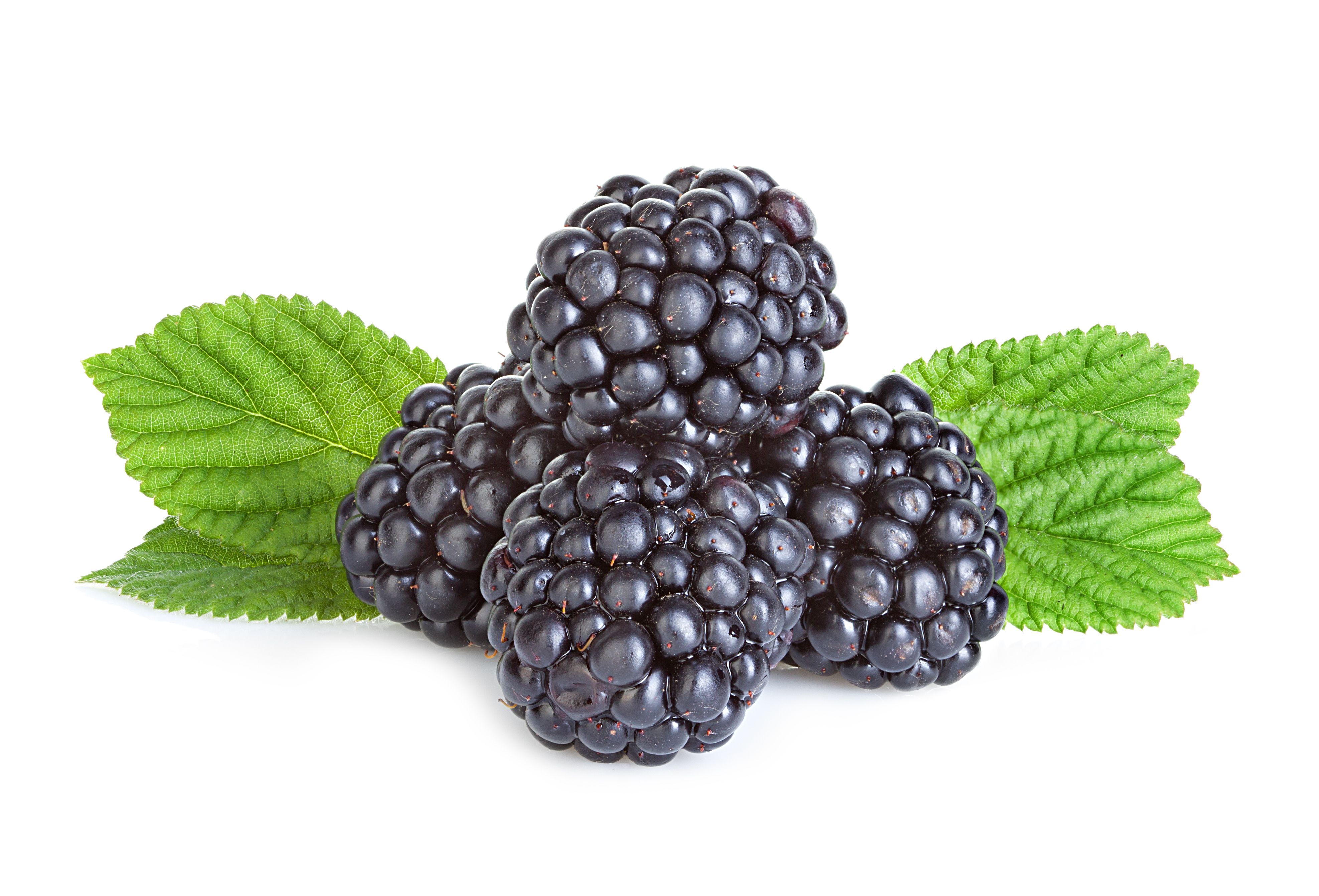 Blackberry