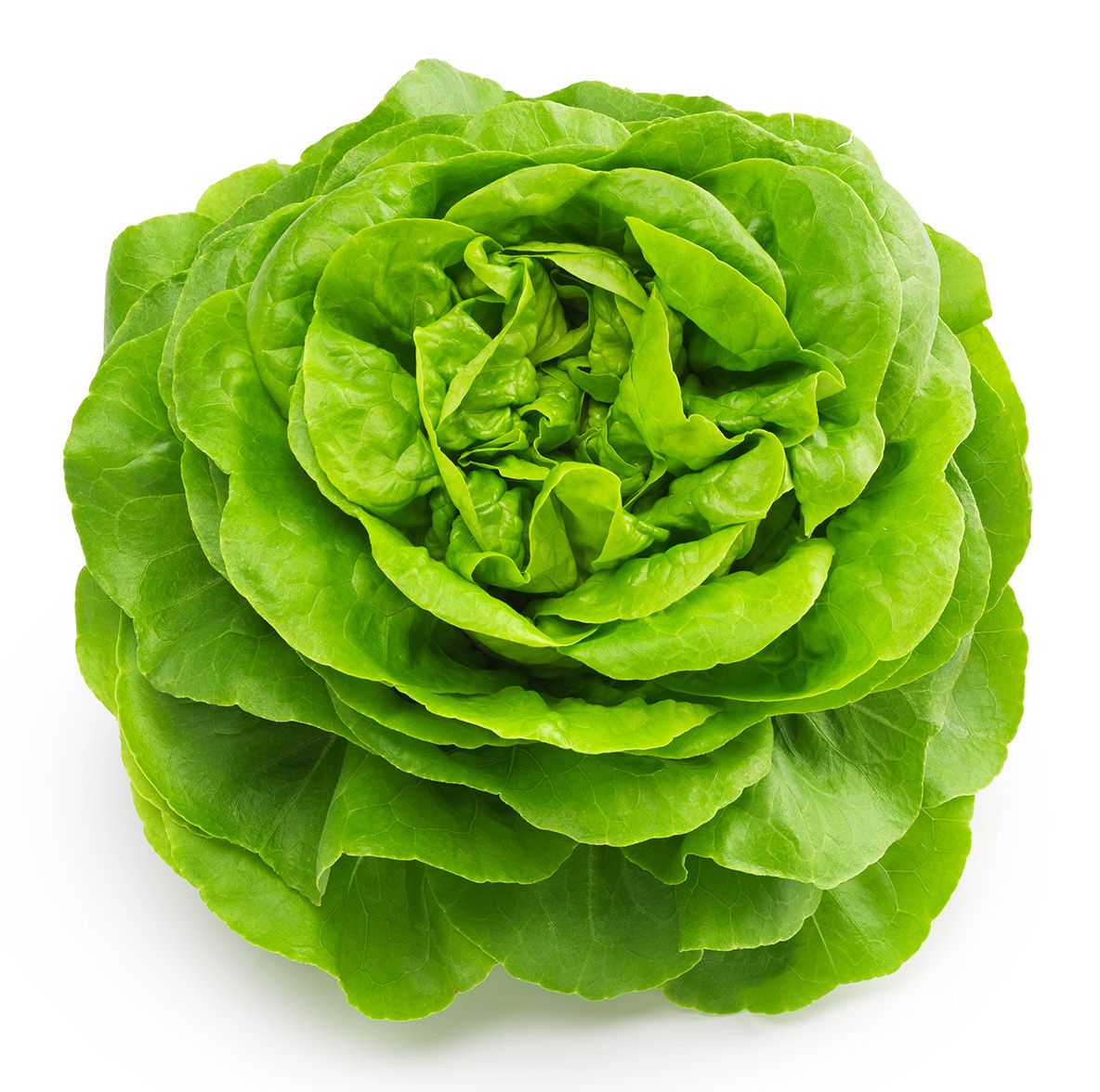 Boston Lettuce