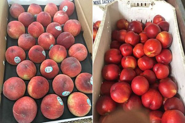 Stone Fruits
