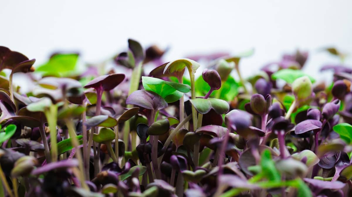 Microgreens morados-2.jpg