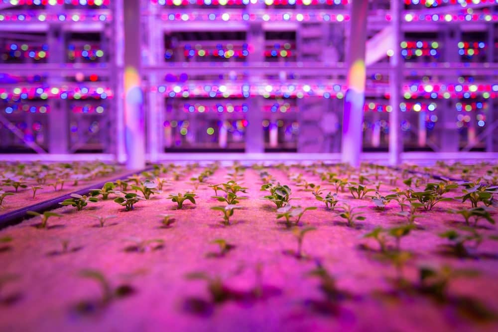 Micro Greens Verital Farm.jpg