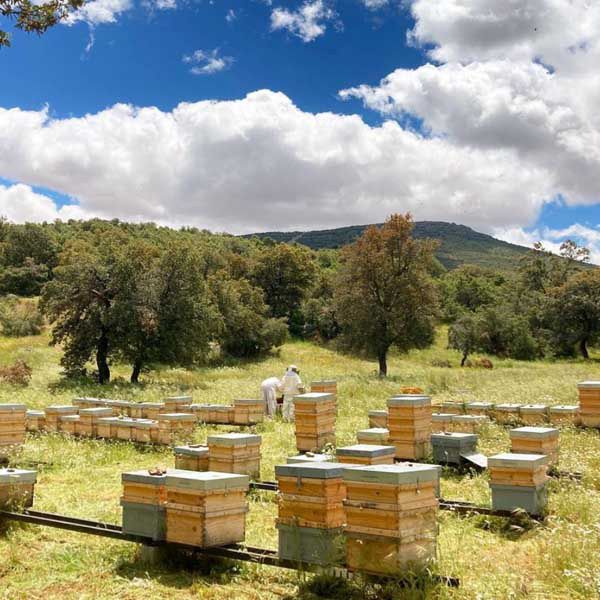 Miel Castiza_Foto 2.jpg