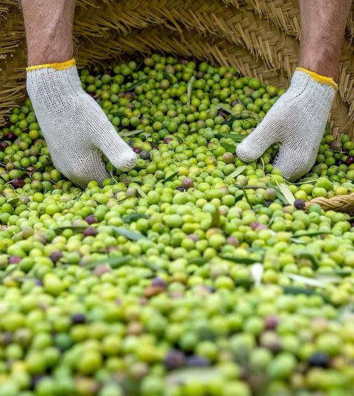 CuadratValley_Domaine_Arbequina.jpg