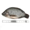 Nile Tilapia (Scale and Entrails off) Gross Weight