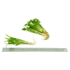 Coriander Root (Trimmed)