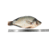 Nile Tilapia (Entrails off) Gross Weight