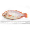 Red Tilapia (Scale and Entrails off) Gross Weight 720-800 g./each