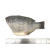 Nile Tilapia (Head Entrails and Fin,Scale off) Gross Weight