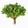 Coriander with Roots Best Price