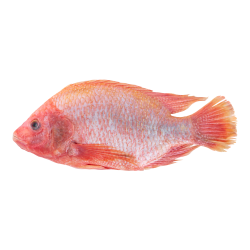 Red Tilapia (Scale and Entrails off) Gross Weight 400-600 g./each