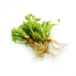 Coriander Root (Ready-to-Use)