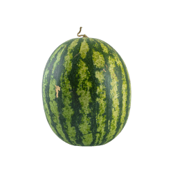 Kinnaree Watermelon size 1.5-2 kg./fruit