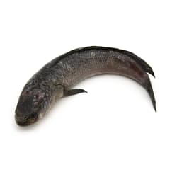 Snake Head Fish (Scale and Entrails off) Gross Weight