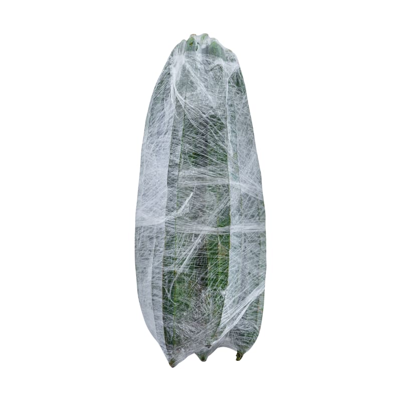 Sponge Gourd/Angled gourd  Best Price