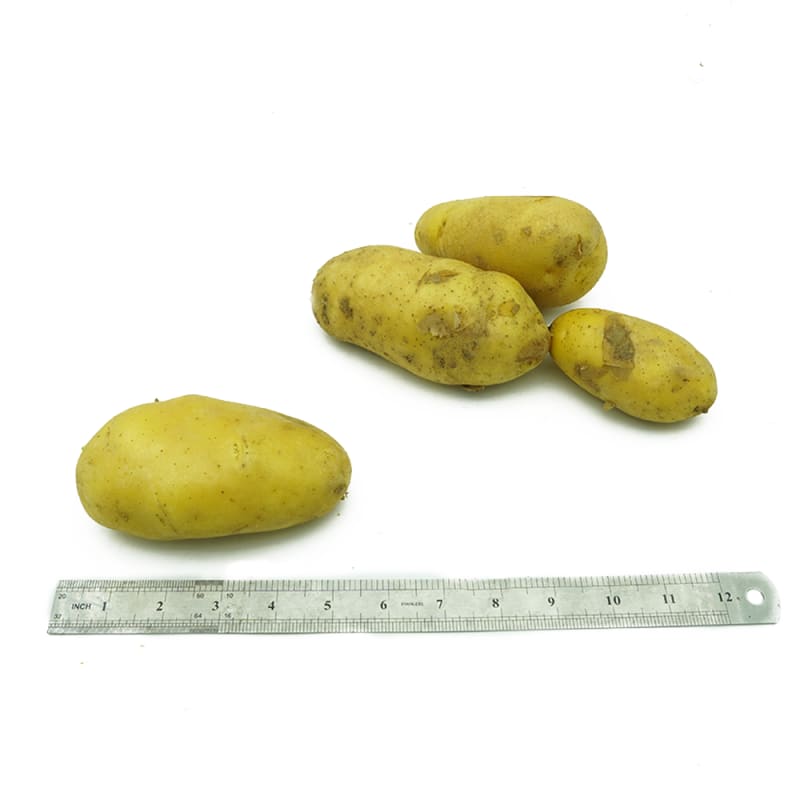 Potato Mixed size