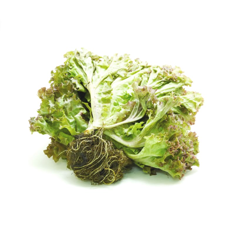 เรดคอรัล