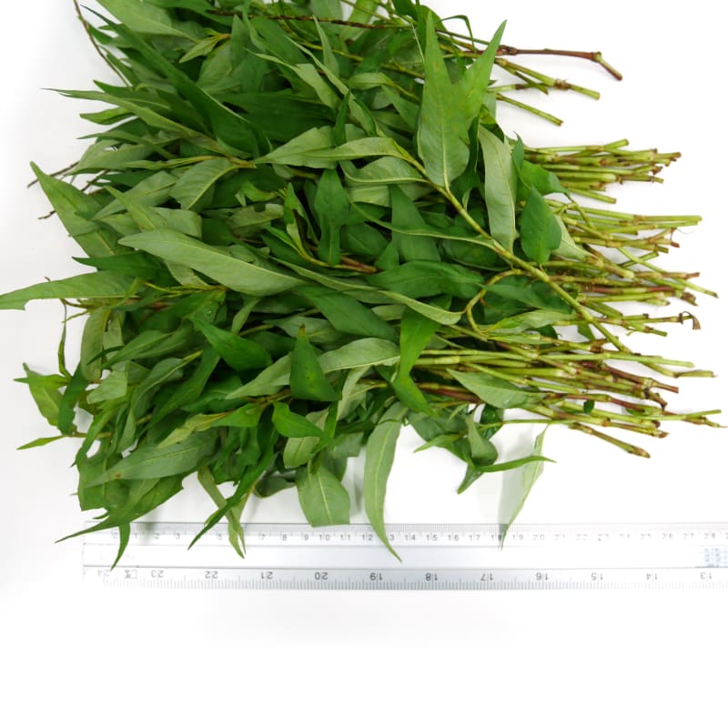 Vietnamese Coriander (Trimmed)