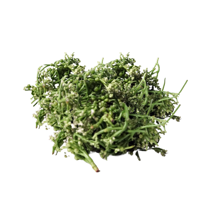 Ceylon Spinach Best Price