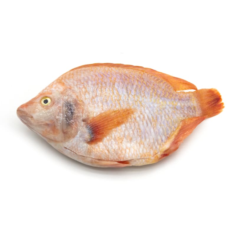 Red Tilapia (Scale and Entrails off) Gross Weight 720-800 g./each