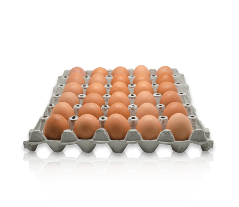 Eggs No.3 no cover lid