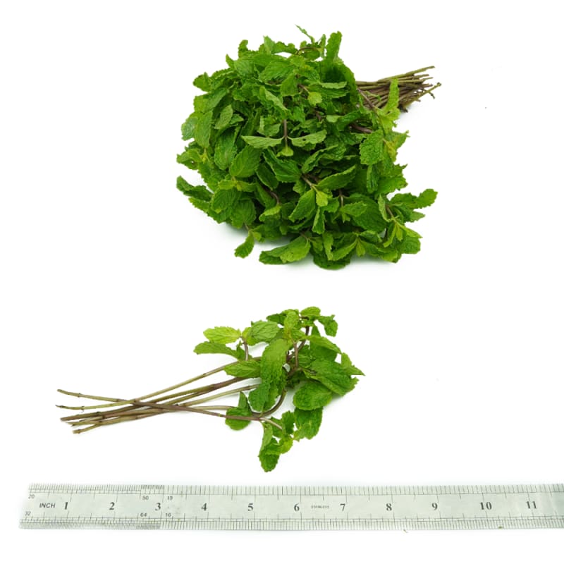 สะระแหน่ คัดสวย