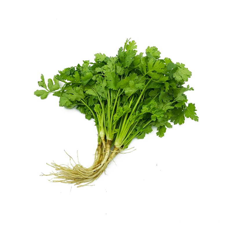 Coriander with Roots (Trimmed)