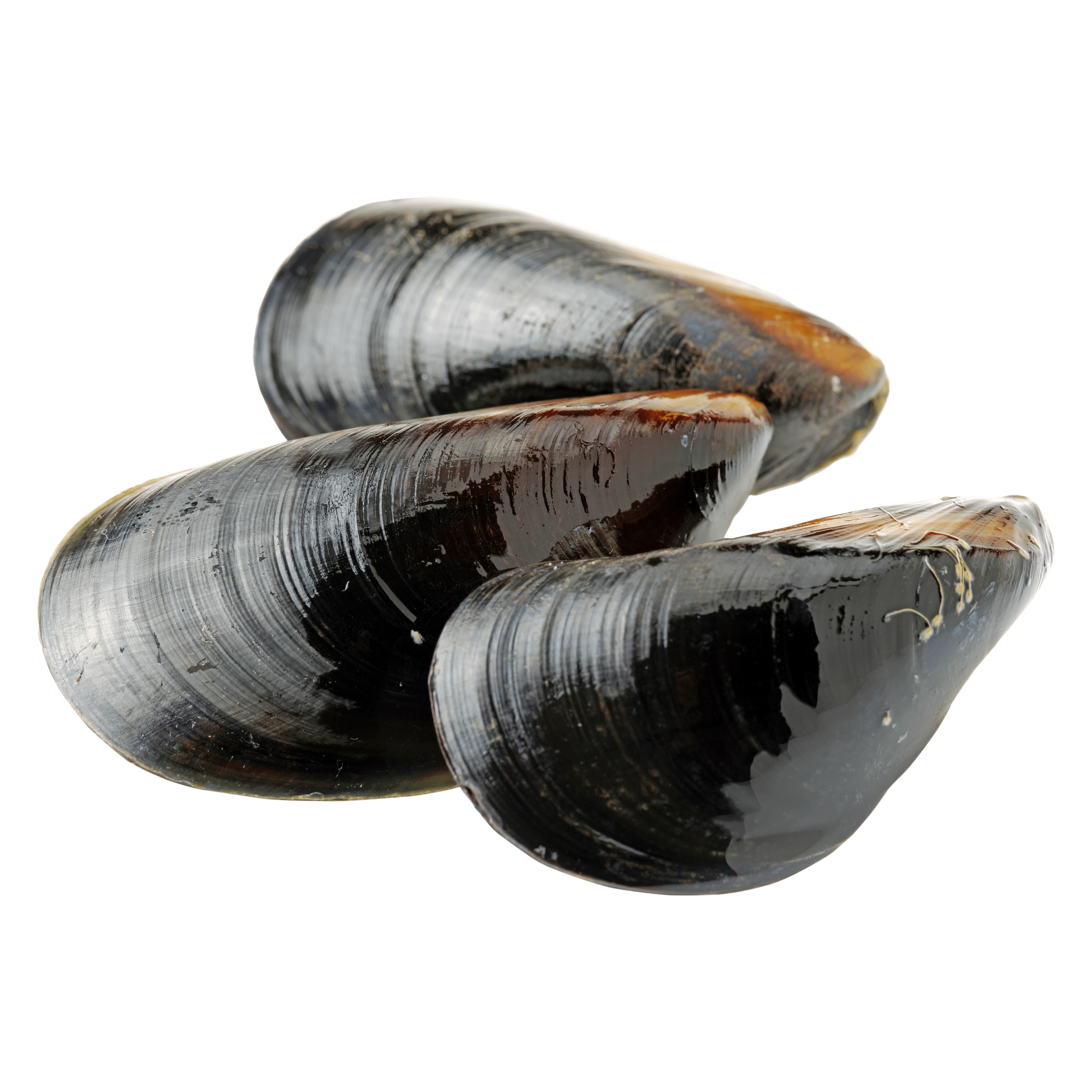 Мидия история. Мидия живая. Что съедобно в мидии грея. Мидия моллюск. Род mytilus (мидия).