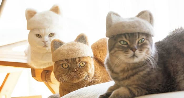 完全なる癒し…猫の「抜け毛アート」びっくり写真をどうぞ | FRIDAYデジタル