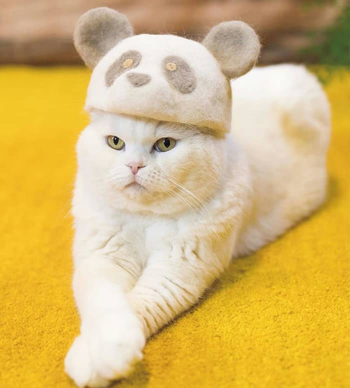 完全なる癒し…猫の「抜け毛アート」びっくり写真をどうぞ | FRIDAYデジタル