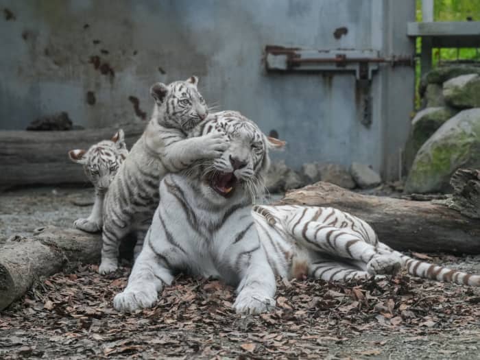 3ページ目）トラなのに「猫」「ペット」部門で1位…”ほぼねこ”な