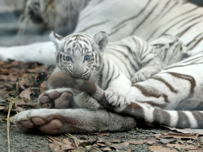 フォトギャラリー8枚目 トラなのに「猫」「ペット」部門で1位