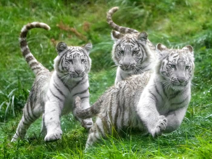 3ページ目）トラなのに「猫」「ペット」部門で1位…”ほぼねこ”な