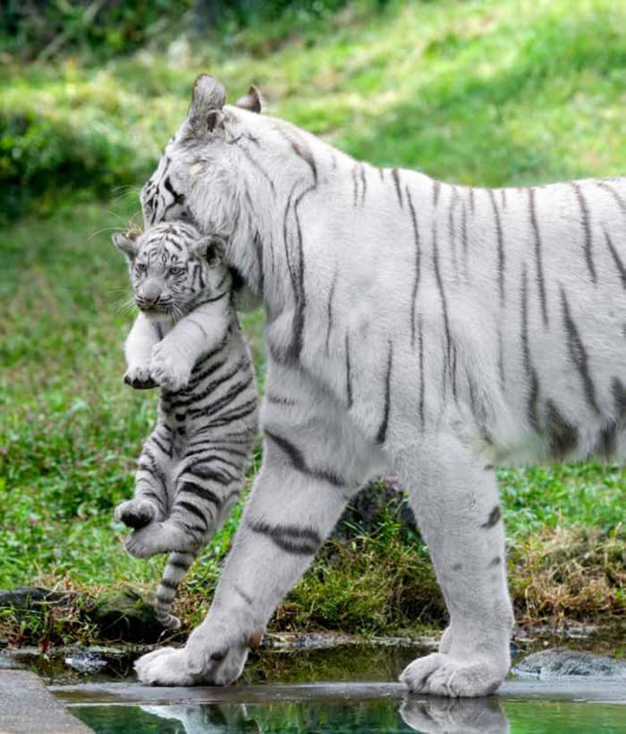 3ページ目）トラなのに「猫」「ペット」部門で1位…”ほぼねこ”な