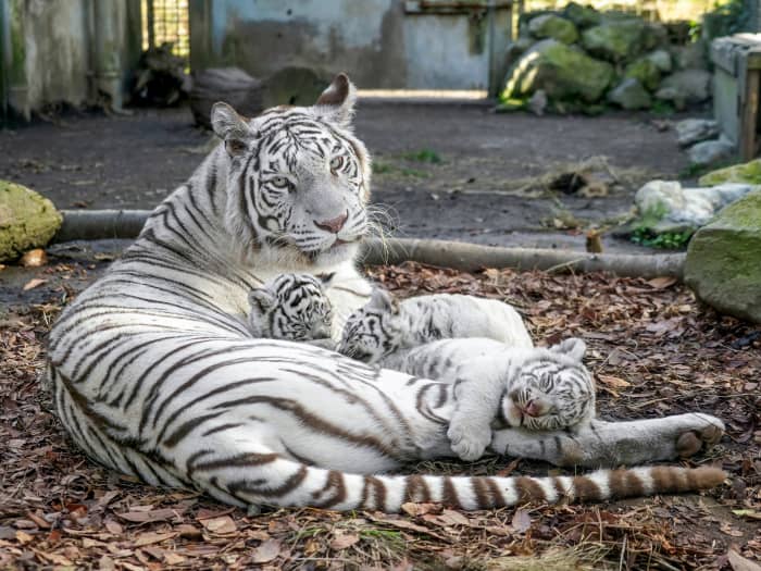 3ページ目）トラなのに「猫」「ペット」部門で1位…”ほぼねこ”な