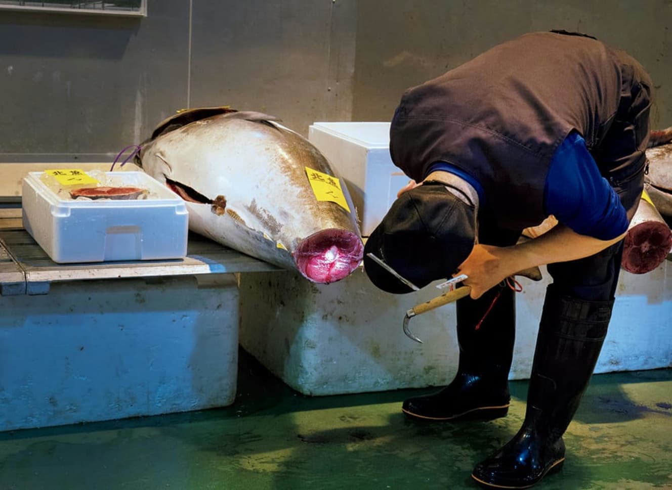 午前5時。マグロの競りが始まる直前まで、仲卸業者は尾を切り落とした部分を見て脂の乗りを見極める