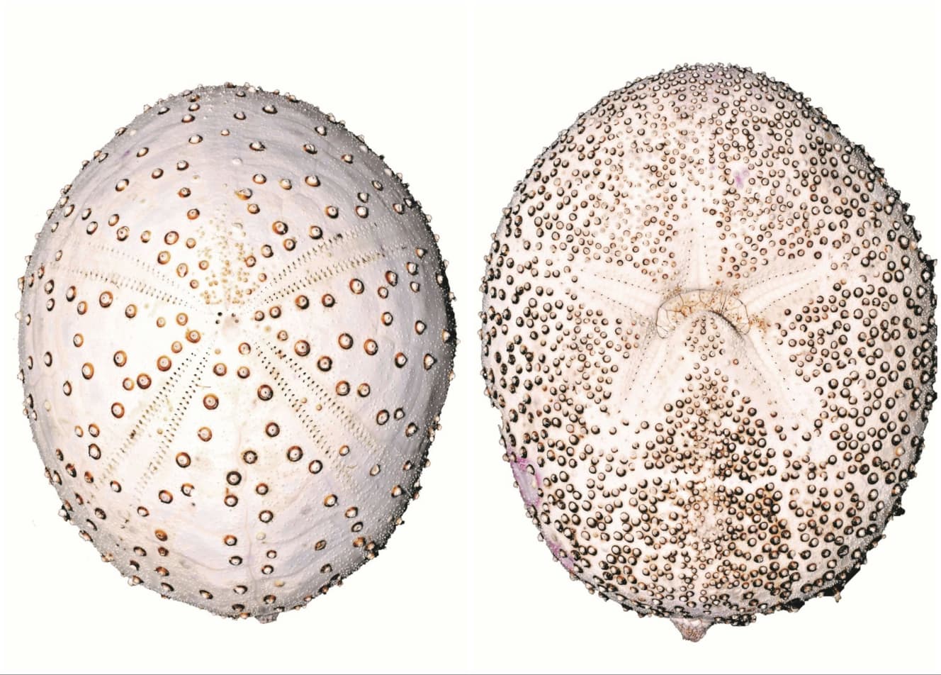 【バサラブンブク(ブンブク目・ヘンゲブンブク科)】和名は、型破りな生態・形態にちなんで“バサラ”。主疣(しゅいぼ)が著しく発達し、星マークにスタッズをちりばめたようなハードな見た目。他のブンブク目と違い、砂泥に潜って身を隠さず、砂泥底を堂々這って生息する