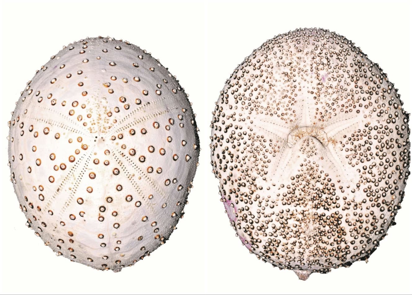 【バサラブンブク（ブンブク目・ヘンゲブンブク科）】和名は、型破りな生態・形態にちなんで“バサラ”。主疣（しゅいぼ）が著しく発達し、星マークにスタッズをちりばめたようなハードな見た目。他のブンブク目と違い、砂泥に潜って身を隠さず、砂泥底を堂々這って生息する