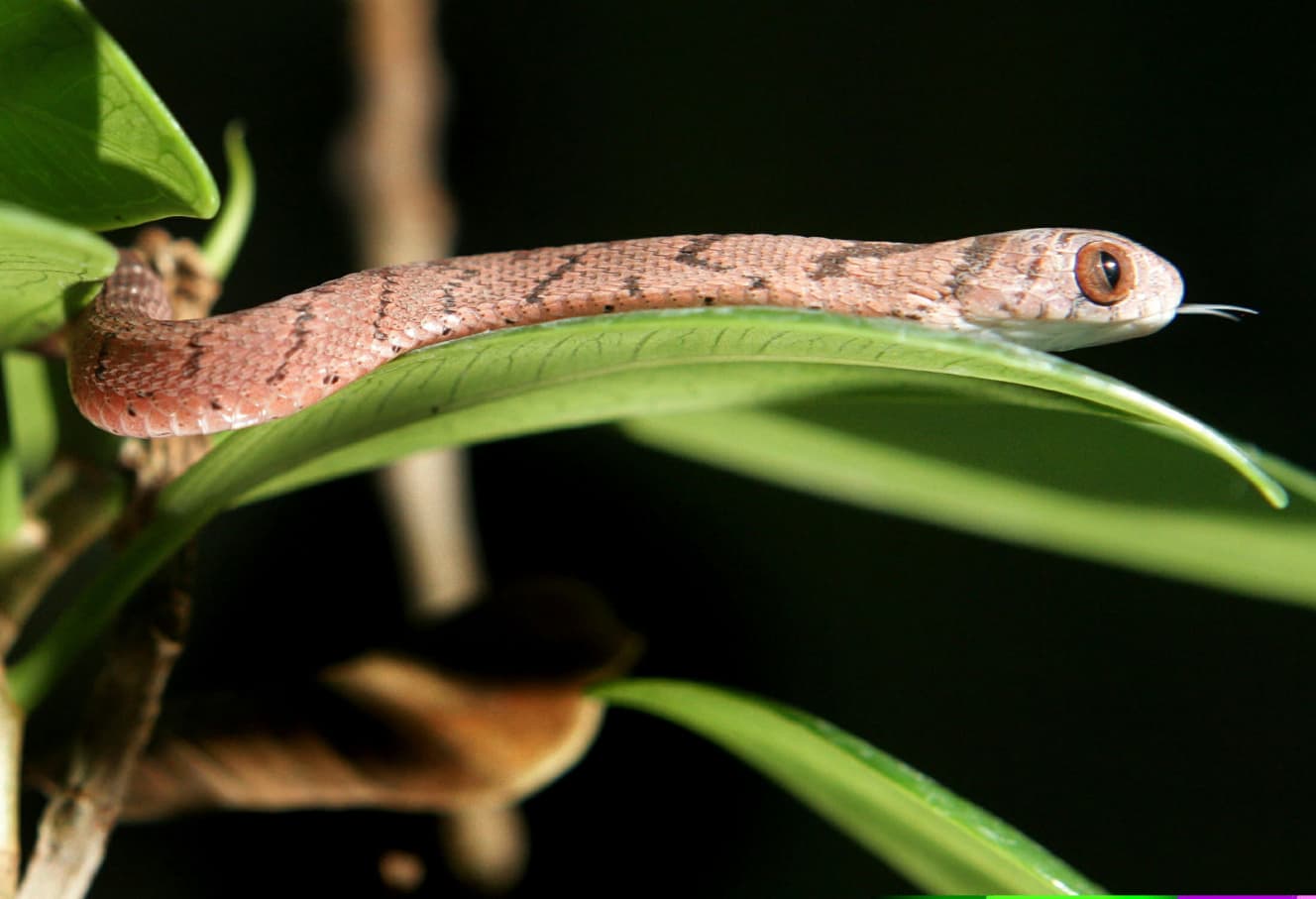 ヒトは森のなかで、ヘビを正確に素早く見つけ出す