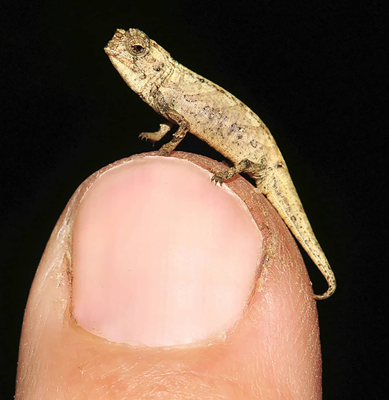 枯れ木に擬態するため表皮は褐色で凸凹している。カメレオン特有の体色の変化はできないとみられている(写真:AP Photo/Frank Glaw)