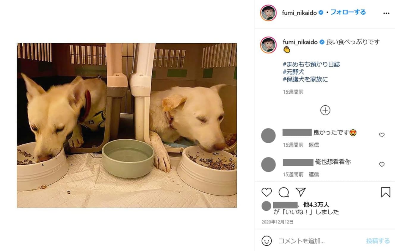 昨年12月、二階堂は自身のインスタグラムで保護犬のもちとまめを一時預かりしていることを報告した