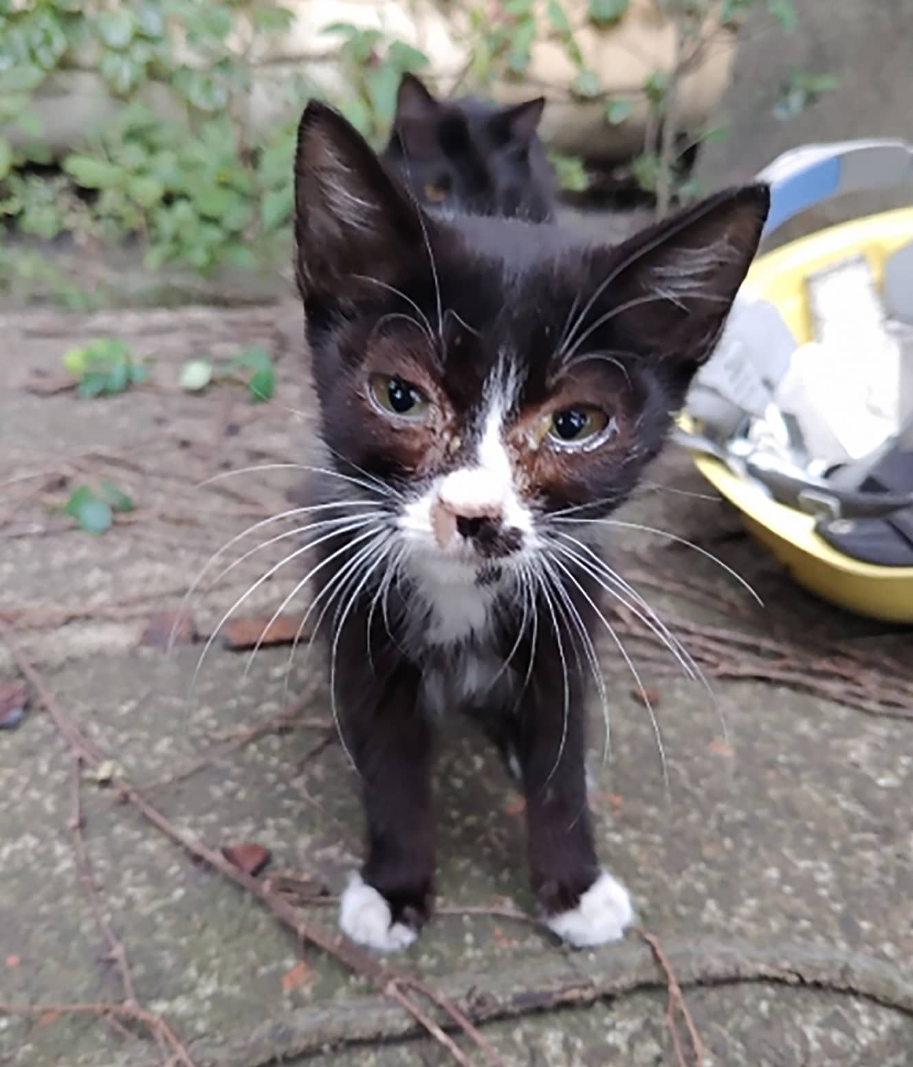 生まれたての子猫はとくにカラスに狙われやすい。島では度々猫たちを襲うカラスの群れが目撃されている