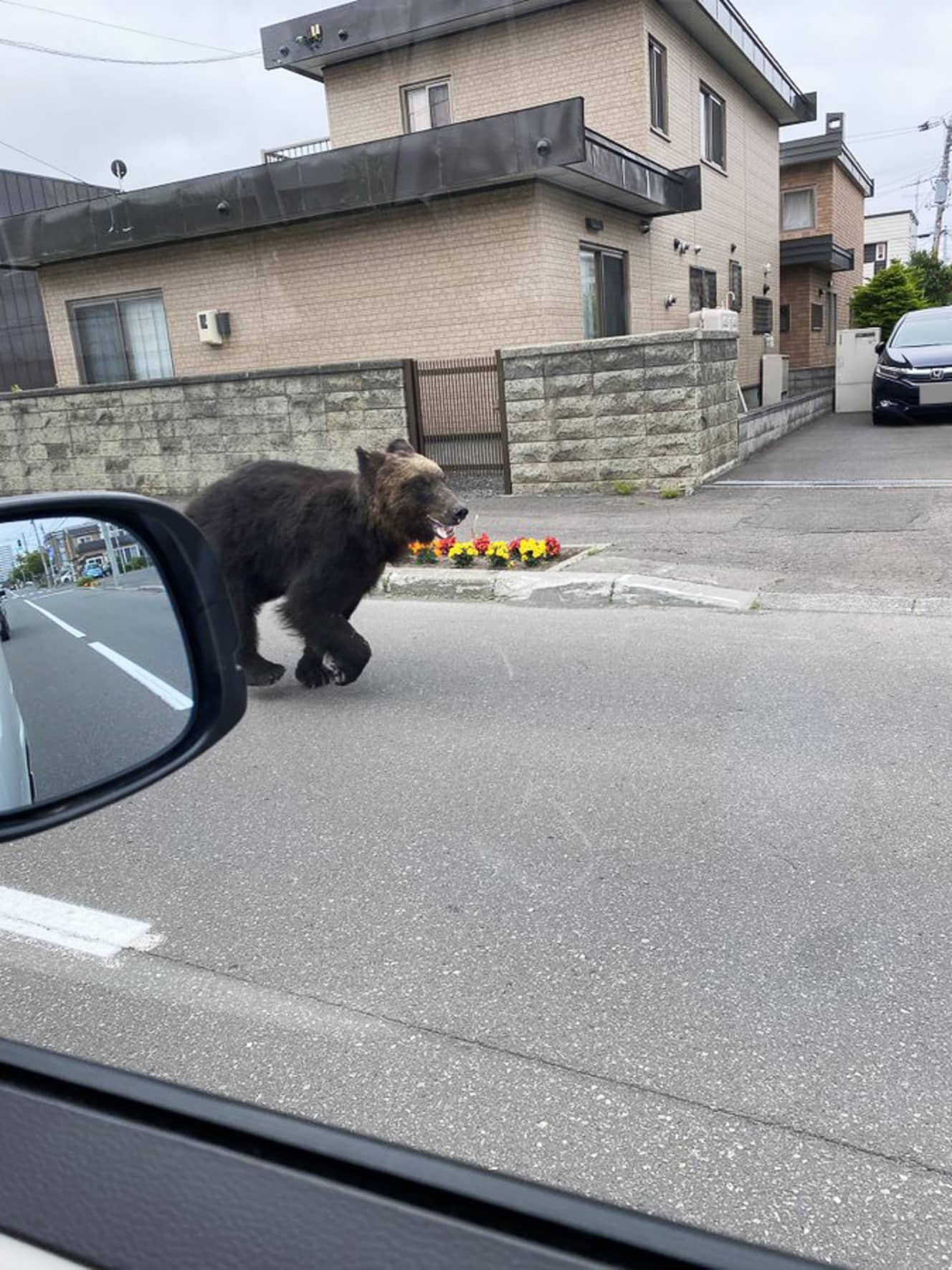 札幌市東区の市街地を走るオスのヒグマ。逃亡中は保育園の真正面を通ることもあったという