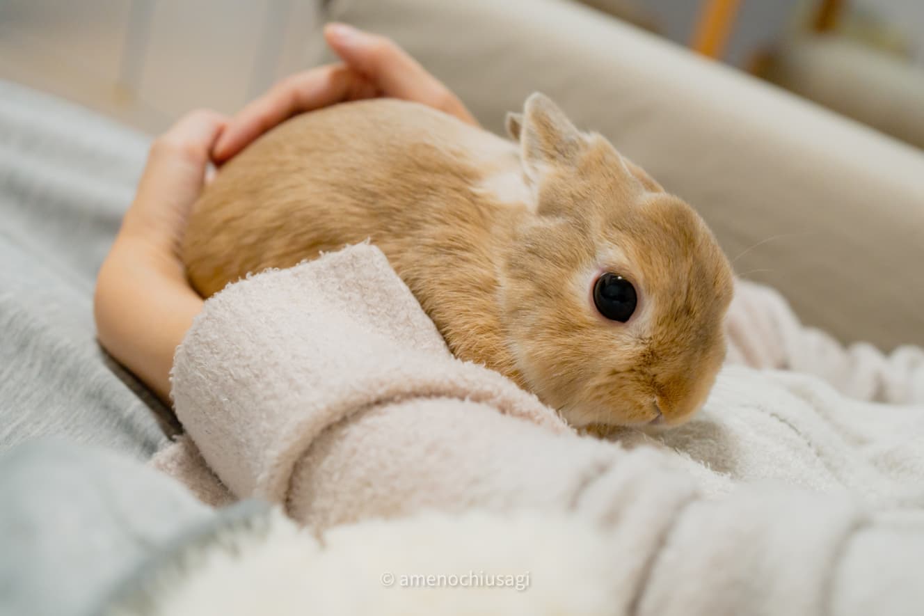 ママさんのおなかの上でぬくぬく…